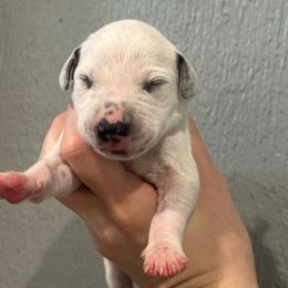 Baby Ruth - White and black female Dalmatian puppy in Austin, Texas from Dazzling Dalz