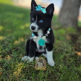 Bella - Black and white female Pomsky puppy in Hesperia, California from My Pomsky Palace