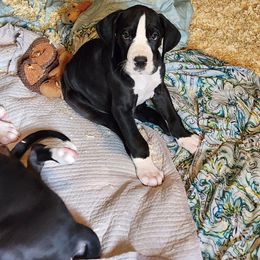 Mantle male - Mantle male Great Dane puppy in Gig Harbor, Washington from Lakaya Danes