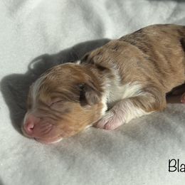 Boy 6 - Red merle Aussiedoodle puppy in Shell Lake, Wisconsin from KC Acres