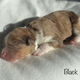 Boy 6 - Red merle Aussiedoodle puppy in Shell Lake, Wisconsin from KC Acres