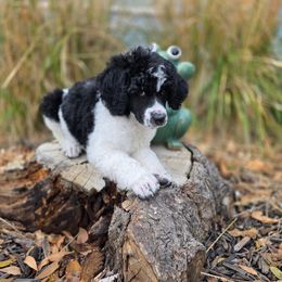 Mookaite (Available for Guardian Home) - Parti female Poodle puppy in Pinedale, Wyoming from S.R.S. Poodles
