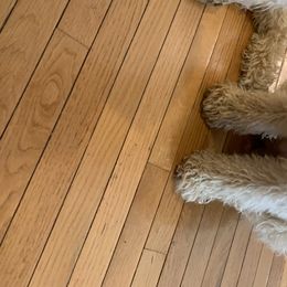 Rocky - Goldendoodle