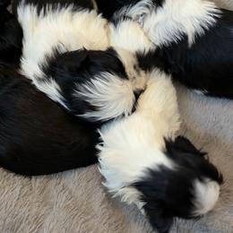 Shih Tzu puppies from Blessed’s Shih Tzu