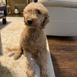 Macie - Goldendoodle
