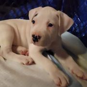 Dogo Argentino Puppies from K&B Southern Oregon Argentino Dogos