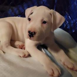 Dogo Argentino Puppies from K&B Southern Oregon Argentino Dogos