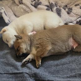 Shiba Inu Puppies from Priscilla Soares