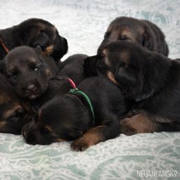 German Shepherd Puppies from Neuanfang German Shepherd Dogs