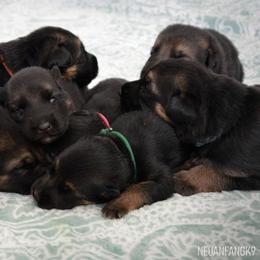 German Shepherd Puppies from Neuanfang German Shepherd Dogs