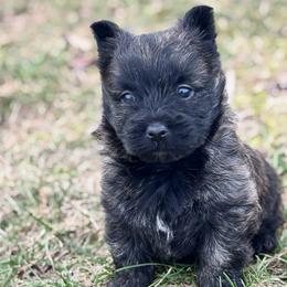 Luna - Red brindle female Cairn Terrier puppy in Mountain Grove, Missouri from CreekTop
