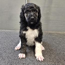 Ink - Brindle female Poodle puppy in Patterson, California from Paterson Poodles