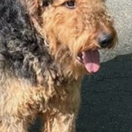Airedale Terriers from AIREDALE COMPANIONS