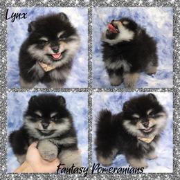 Lynx - Black and tan male Pomeranian puppy in Anna, Texas from Fantasy Pomeranians & Fantasy Aussies