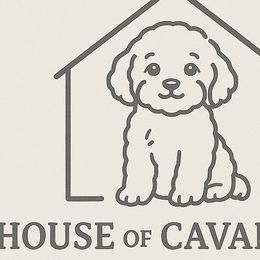 Cavapoos from House of Cavapoos