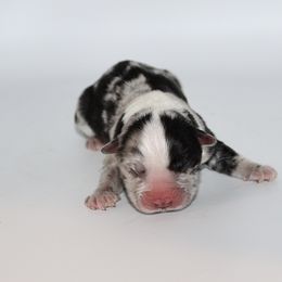 Miniature Australian Shepherd Puppies from Triple Branch Aussies