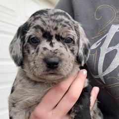 Aussiedoodle and Leopardoodle Puppies from A Puppy Crush