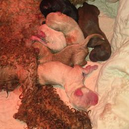 Shih Tzu puppies from Prairie Creek Puppies