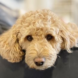 Wendy - Goldendoodle