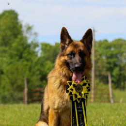 Shogun - German Shepherd