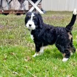 Bernedoodle Puppies from Flat Creek Bernedoodles