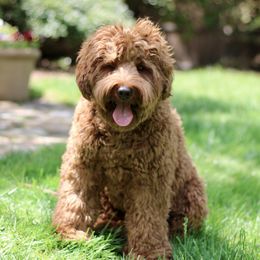 Chester - Australian Labradoodle