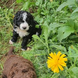 Bernedoodle Puppies from Beach Bernedoodles