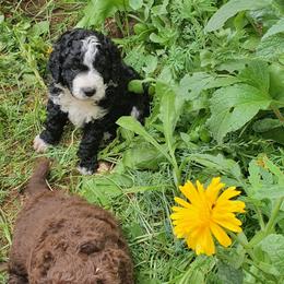 Bernedoodle Puppies from Beach Bernedoodles