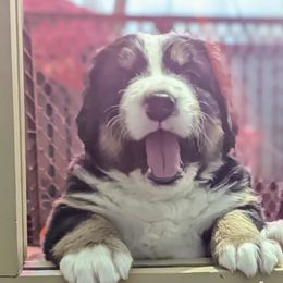 Purple - Black rust and white Bernese Mountain Dog puppy in Connecticut from Campany Berners