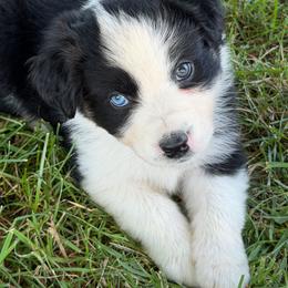 Orion - Black tri-color male Australian Shepherd puppy in Bethlehem, Connecticut from Montanna Sage LLC