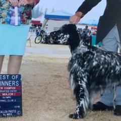 English Setters from Adirondack Setters