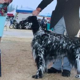 English Setters from Adirondack Setters