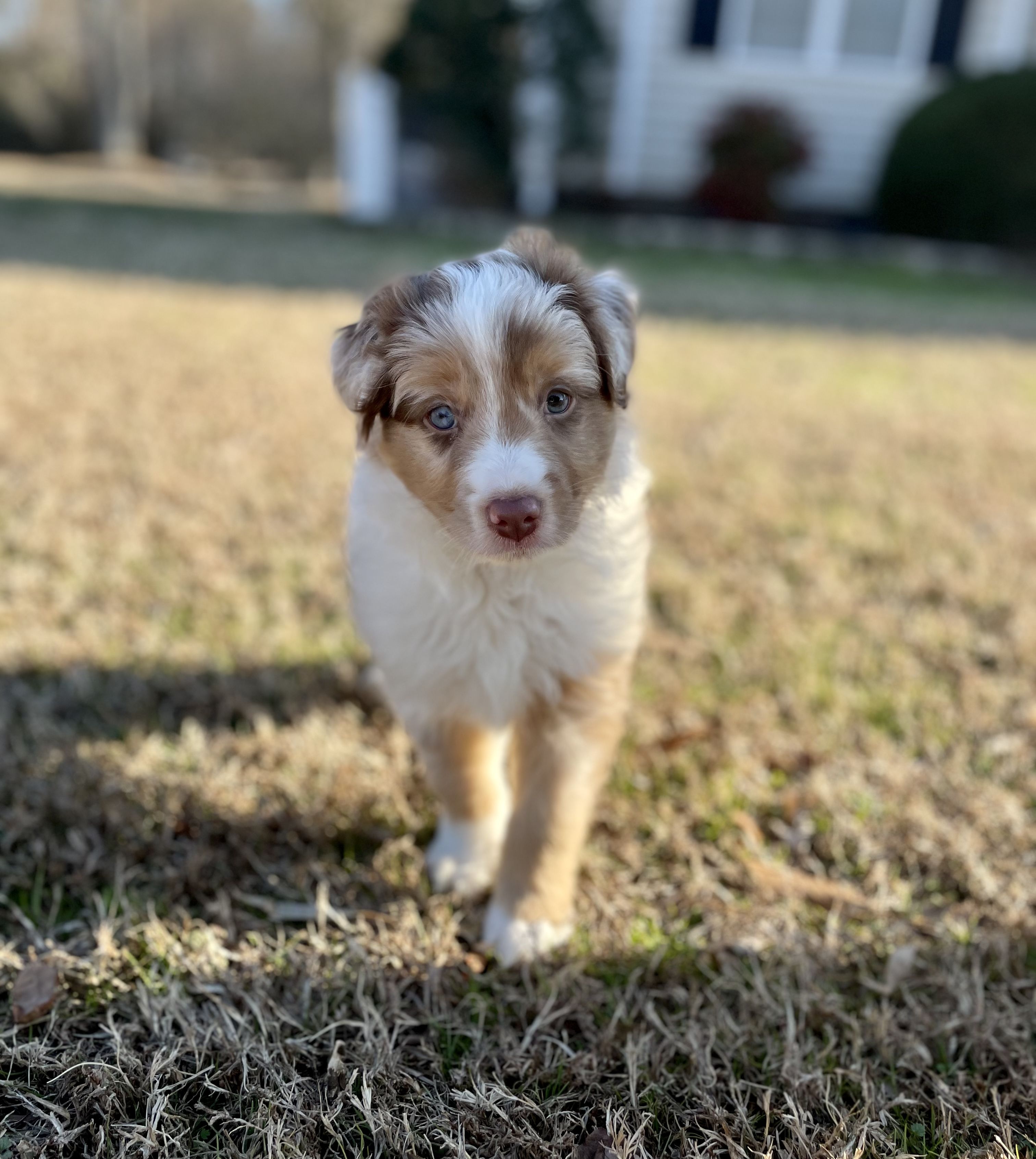 Sugar creek hot sale australian shepherds