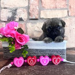 Green collar - Brindle male Pug puppy in Tucson, Arizona from Furever Friends
