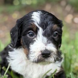 Thunderlane - Tri-color male Bernedoodle puppy in Montverde, Florida from Central Florida Bernedoodles