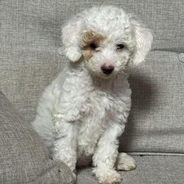 Bashful - White female Poodle puppy in Akeley, Minnesota from Blessed Acres Miniature Poodles