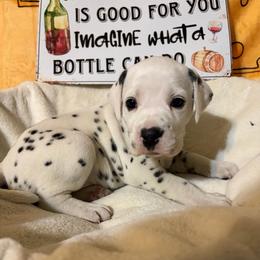 Merlot - White and black female Dalmatian puppy in Claremore, Oklahoma from Lotsofdots Dalmatians