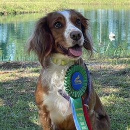 Oakley - English Cocker Spaniel