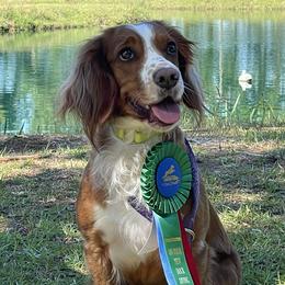 Oakley - English Cocker Spaniel
