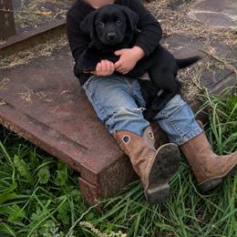 Female 1 - Black female Labrador Retriever puppy in Centerville, Pennsylvania from Rose Haven Farm