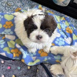 River - Blue and white male Shih Tzu puppy in Ridgecrest, California from Love4Shihtzu