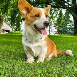Butters - Cardigan Welsh Corgi