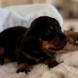 Roscoe - Black and tan male Dachshund puppy in Wallingford, Kentucky from Hensley Homestead Dachshunds