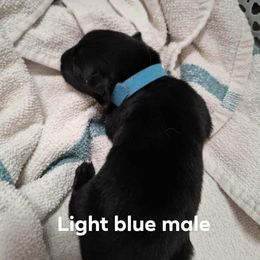 Light blue male - Black male Belgian Malinois puppy in Fort Worth, Texas from North Texas Working Malinois