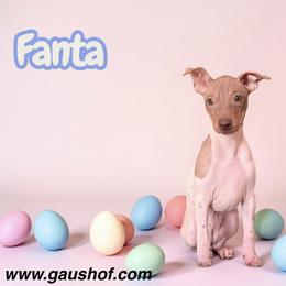 Fanta - White and chocolate female American Hairless Terrier puppy in Buckingham, Illinois from Gaus Hof