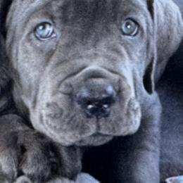 Cane Corso Puppies from Lower Arkansas Cane Corso