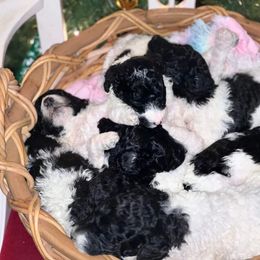 Goldendoodle and Poodle Puppies from Elizabeth Rocha's Doodles