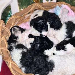 Goldendoodle and Poodle Puppies from Elizabeth Rocha's Doodles