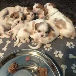 Cavalier King Charles Spaniel Puppies from Christina’s Cavaliers