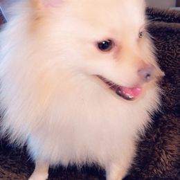 Pomeranians from Katia's Pomeranians